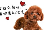 狗咬伤后该吃什么？（急救与饮食，）