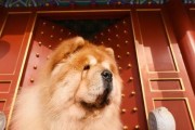 中国国狗——秋田犬（中日友好的使者）