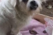 母狗不照顾小狗的症状（了解母狗不照顾小狗的主要表现及处理方法）