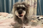 以才出生的狗狗洗澡时间（宝宝狗狗洗澡的正确时间及注意事项）