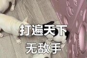 如何判断法斗是否吃饱？（探究法斗的食量和饱食感知能力）