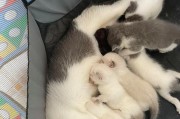 领养猫咪的免费方式及所需检查（寻找免费领养猫咪的渠道和必要检查事项）