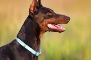以杜宾犬的多样颜色为主题（探索杜宾犬不同颜色的魅力）