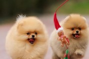 迷人可爱的小型犬品种介绍（探索小型犬世界，带你认识十五个迷人的小型犬品种）