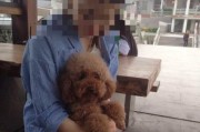 贵宾狗配种25天后的变化与反应（探究贵宾狗配种后身体和行为上的变化与适应情况）