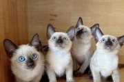 暹罗猫的性格特点与魅力（探秘暹罗猫的活泼好动与亲人性格）