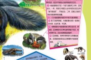 如何科学饲养黑白公子小丑（教你从入手到成长，让小丑健康成长）