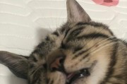 小猫的呼呼之谜（揭秘小猫为何一直呼呼不醒）