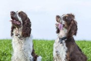 养一只布鲁塞尔粗毛猎犬，你需要了解这些（养一只布鲁塞尔粗毛猎犬，你需要了解这些）