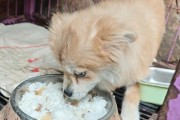 小狗不吃狗粮怎么办？（探索可替代狗粮的喂养方式）