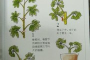湖畔梗饲养全攻略（掌握这些技巧，让你的湖畔梗健康成长）