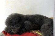 为什么狗狗喜欢爬地上？（探究狗狗喜欢接触地面的原因）