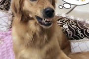 解决狗狗分离焦虑症的方法（帮助狗狗放松心情，离开时不再犬吠不止）