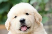 如何判断金毛犬的纯血统？（从品种特征到家谱检查，教你一招鉴别金毛犬纯不纯）