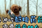 泰迪犬驱虫时间和方法（合理驱虫保护泰迪犬健康）