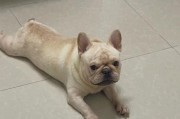 如何准确判断法斗犬的年龄？（掌握5个关键方面，轻松辨别法斗犬的年龄）