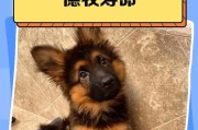德牧养护之驱虫频率（揭秘德国牧羊犬驱虫周期的秘密）