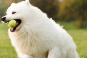 萨摩犬六个月饮食指南（了解合适的饮食，为您的萨摩提供健康的成长）