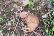 揭秘泰迪幼犬挠东西背后的原因（了解泰迪幼犬挠东西的真正动机与解决方法）