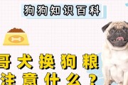 购买巴哥犬的注意事项（选择健康可靠的巴哥犬，让你的宠物生活更加美好）