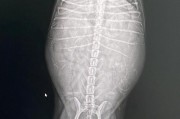 泰迪犬怀孕反应及其处理方法（了解泰迪犬怀孕期间的常见反应，为您的宠物提供适当的关怀）