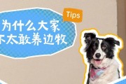 探讨人们喜欢养宠物的原因（宠物给人带来的快乐与满足感）