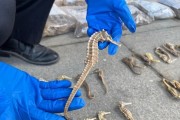 粗颈龟的饲养方法（打造一个舒适的家园，让粗颈龟健康快乐生活）