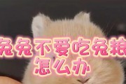 兔子的饮食禁忌——禁止食用的食物（小心！这些食物可危及你的兔子健康）