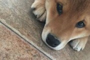 狗狗感冒自行喂药致严重并发症（忽视专业治疗，主人自行处理宠物感冒引发意外）