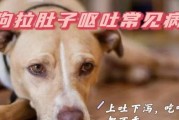 如何应对泰迪狗拉肚子问题（科学护理，让宠物宝贝重获健康）