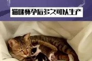 猫咪怀孕后的分娩期间及计算方法解析（了解猫咪分娩的时间和如何计算它们的怀孕周期）