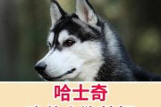 如何让刚生的哈士奇长得肥？（提供适合刚生的哈士奇健康成长的饮食和护理方法）