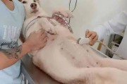 狗狗怀孕了！该如何应对？（狗狗怀孕症状及妥善处理的方法）
