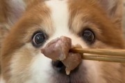 狗狗不爱喝水，可以喝汤吗？（狗狗的水分摄取问题及解决方法）