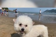奇特的现象（探究背后的原因和科学解释）