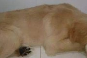 狗为何吃了就吐？（探究狗吃后呕吐的原因及解决方法）