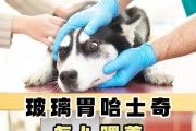 哈士奇的饮食需求及适宜食物选择（探究哈士奇成犬的营养需求和健康饮食）