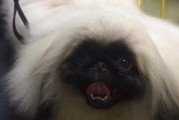 如何正确养护京巴宠物（从饮食到洗澡，全方位教你如何呵护你的京巴宠物）