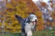 古代牧羊犬的饲养之道（喂养、训练、健康均需注意）