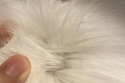 揭秘猫咪脊柱下陷的原因及预防方法（解析猫咪脊柱下陷的关键因素，为你的爱宠提供健康护理）
