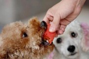 泰迪犬的饮食习惯与健康（宠物狗泰迪犬的营养需求与禁忌）