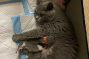 猫咪即将生产！如何为其做好准备？（确保母猫和幼崽的健康与安全）