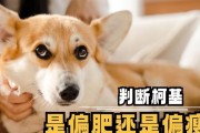 如何让柯基犬健康增重？（提供适当的饮食和合理的运动量让柯基犬健康长胖）
