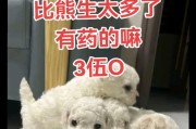 刚满月的比熊多久拉屎？（揭秘小比熊拉屎周期及调理方法）