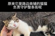 猫捉老鼠的最佳时间（猫捉老鼠的科学依据和策略）