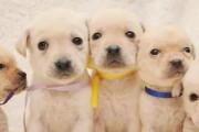 如何正确与刚出生的小奶狗互动（留心母犬保护，呵护幼小生命）