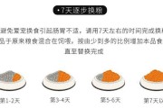 白顶亚马逊鹦鹉饲养全指南（如何养护一只健康的白顶亚马逊鹦鹉）
