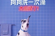 狗狗洗澡的最佳时机（多久可以给狗狗洗澡？）
