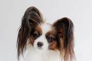 小型犬品种大揭秘（探索15种可爱的小型犬，快来认识你的狗狗伙伴吧！）