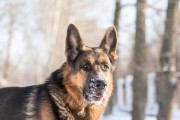 牧羊犬的名字选择（如何为你的牧羊犬取一个合适的名字）